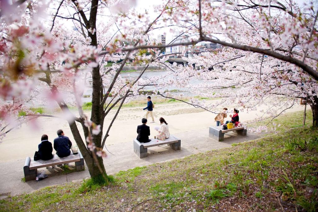 京都の鴨川沿いで、桜の下のベンチに二人ずつ並んで座る人たち