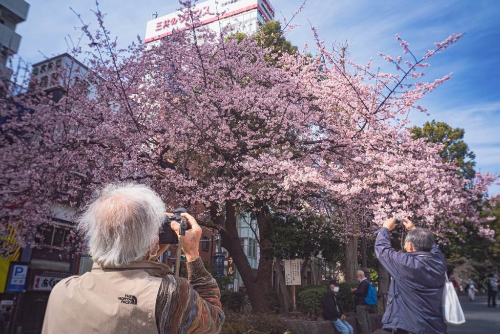 東京・上野恩賜公園で、満開の桜の木をカメラやスマートフォンで撮影する人たち